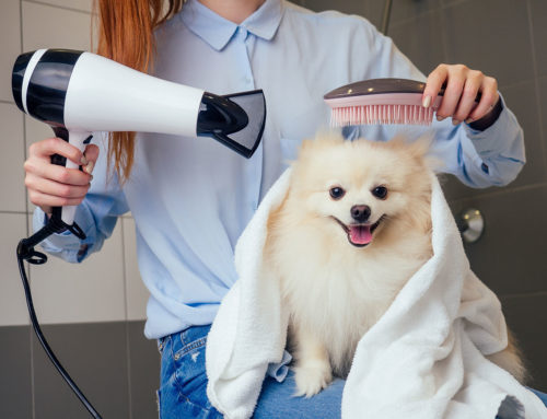 Big Hair, DO Care: Why You Should Invest in Your Hair Dryer