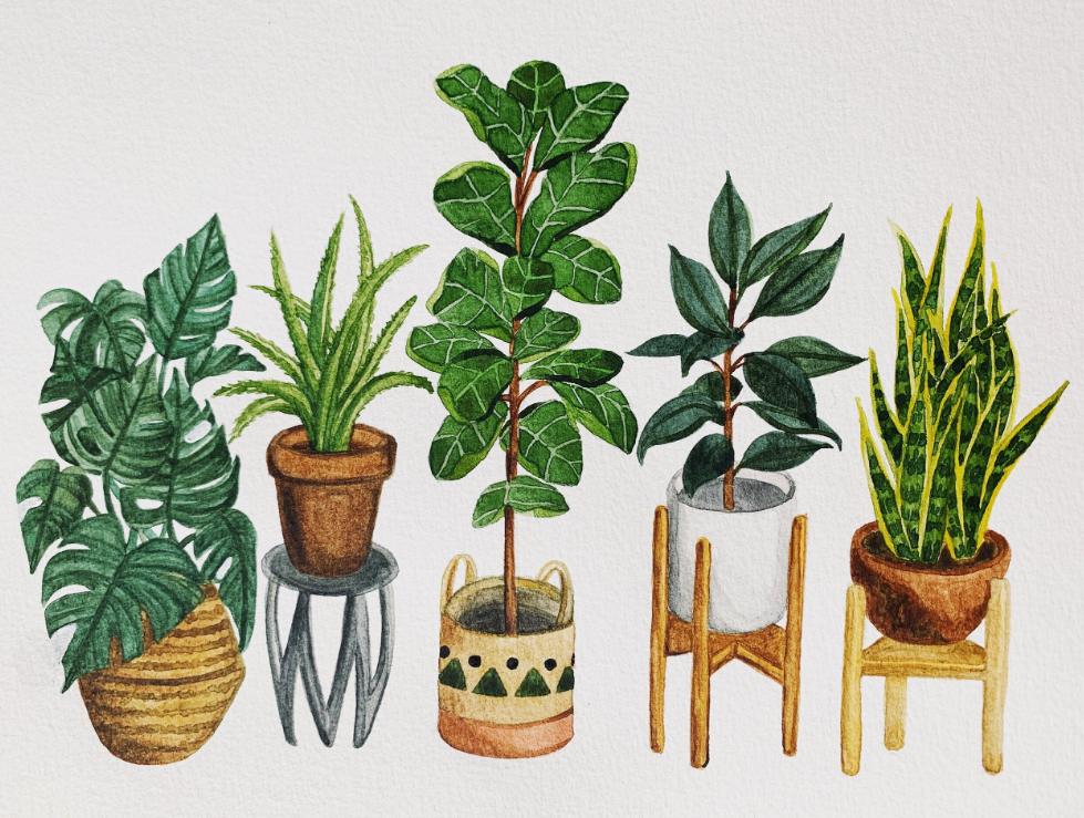 Watercolor painting of green house plants